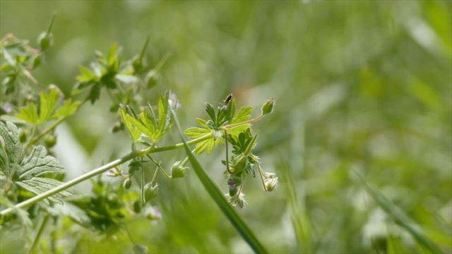 Bodziszek kosmaty, Geranium molle смотреть онлайн
