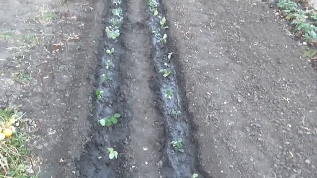 Летняя посадка клубники. Посадка клубники в августе смотреть онлайн