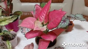 Комнатные растения. Мои самые яркие, красочные декоративно-лиственные комнатные цветы.