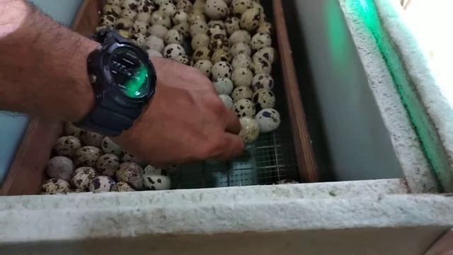 Скоро вылупление перепелят // японский перепел // овоскопирование яйца