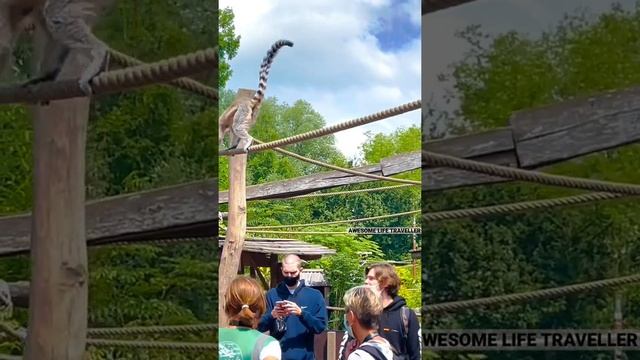 Lemur, Pairi Daiza Europe#shorts