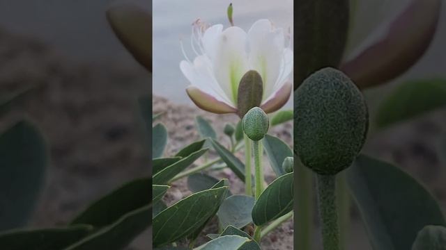 Моя малая родина: природа, культура, этнос. Гамова Алина, 10 класс, МБОУ "Владиславовская ОШ"