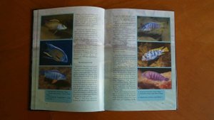 Настольная книга для поклонников малавийских цихлид. Эд Конингс "Гид по малавийским цихлидам"