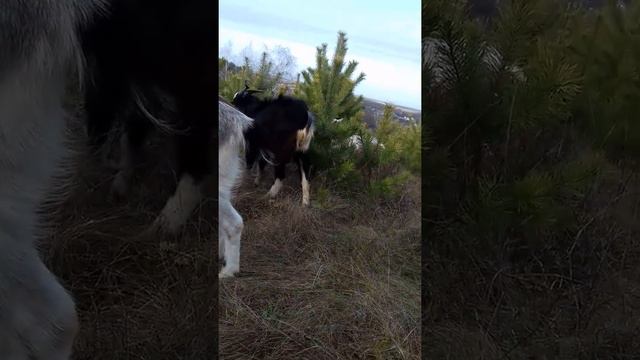 Что надо делать чтобы коза не зажымала молоко... смотреть онлайн