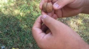 Для чего необходимо замачивать грецкий орех в горячей воде при проведении стратификации