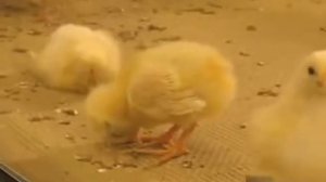 Цыпленок засыпает стоя.