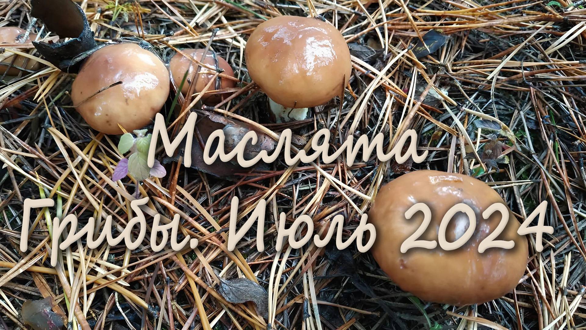 Маслята. 29 июля 2024 год смотреть онлайн