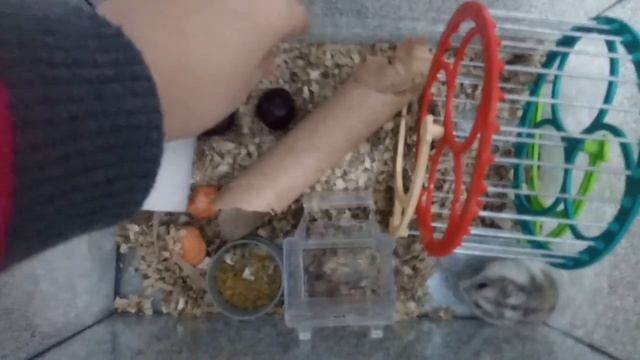 Содержание Джунгарского хомячка? часть 1 смотреть онлайн