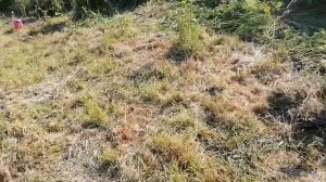 Ежевика восстанавливаю плантацию, методом пересадки в июне месяце