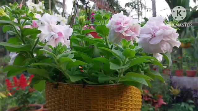 Complete Care for Double Petunia growing in a hanging basket // Petunia plant care // Double Petuni