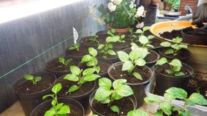 Фуксия Анабель ,укоренилась-рассаживаю