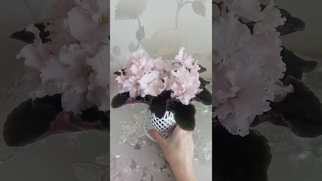 Фиалка ПТ-Медея смотреть онлайн