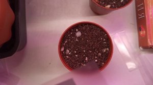 Посев семян редких хавортий.#суккуленты#хавортии#кактусы