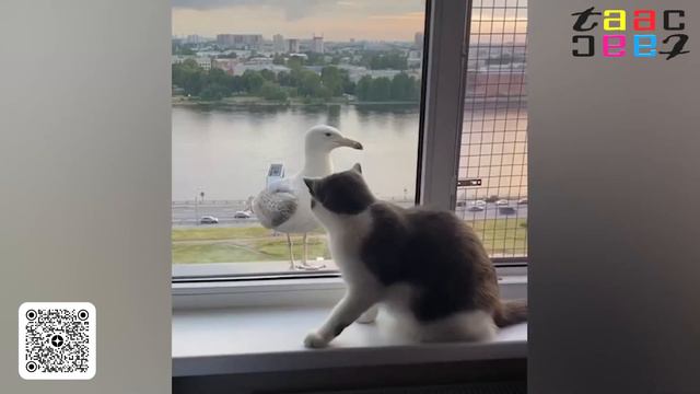Эти Животные Жгут😃СМЕШНЫЕ ЖИВОТНЫЕ ДО СЛЕЗ 2022😃САМЫЕ ПРИКОЛЬНЫЕ КОТЫ СОБАКИ И ДРУГИЕ  ANIMALS CAT