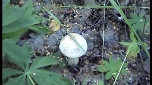 Какие грибы выросли летом в лесу. Смоленск. смотреть онлайн