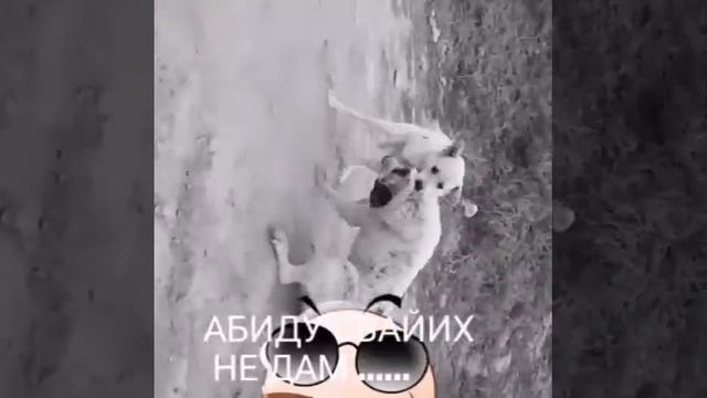 Сабачий бой алабай смотреть онлайн