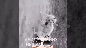 Сабачий бой алабай