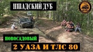 НОВОСАДОВЫЙ   ПШАДСКИЙ ДУБ ЧАСТЬ 1