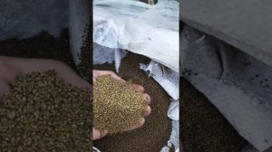 посев медоносов.фацелия .донник синяк. мордовник