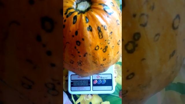 Тыква. #pumpkin #gourd #seeds #тыква