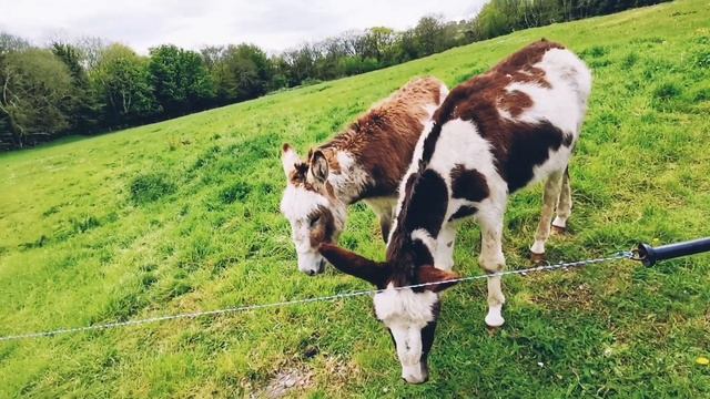 Hungry Donkeys. Ослы Атакуют. Какой осёл самый голодный? Ослики любят морковку?