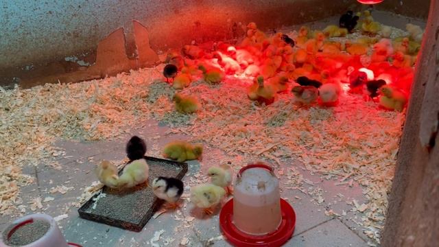 21-06-2023 смотреть онлайн