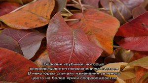 Почему у клубники красные листья — чем помочь любимой ягоде