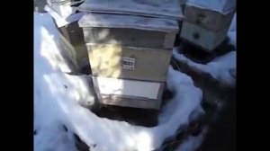 зимняя подкормка пчел - для чего кормить пчел зимой , и один из способов подкормки