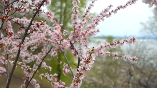 Вишня в цвету смотреть онлайн