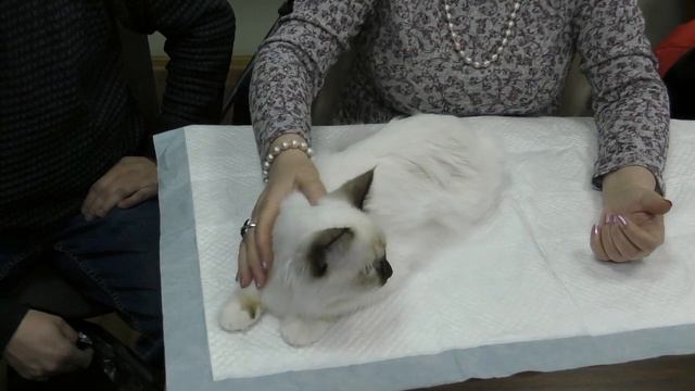 Священная бирма шоколад-понт ЙОХАНА БЕЛЫЕ ЛАПКИ смотреть онлайн