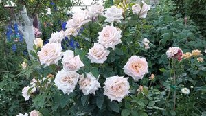 Розы : Карамелла , Крем Карамель, Ред Интуишен