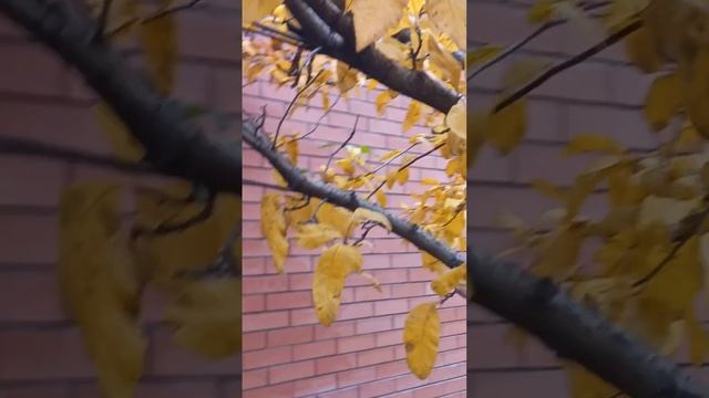 Краски осени? Мушмула германская. смотреть онлайн