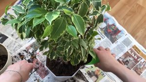 Пересадка фикуса Кинки