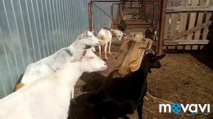🔴Плачу 😪Издевательство над козами😪Биркование, забор крови🔴