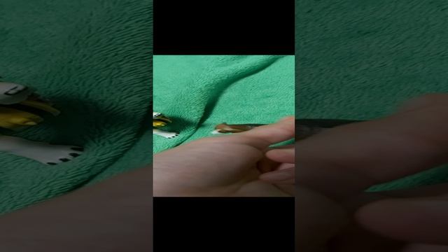 Мульт про собак "Дикие псы". 1 серия. смотреть онлайн