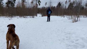 Лайка Бросилась в атаку?♂️ Бой собак. Лайка против Боксёра