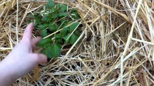 Первое мульчирование картофеля.