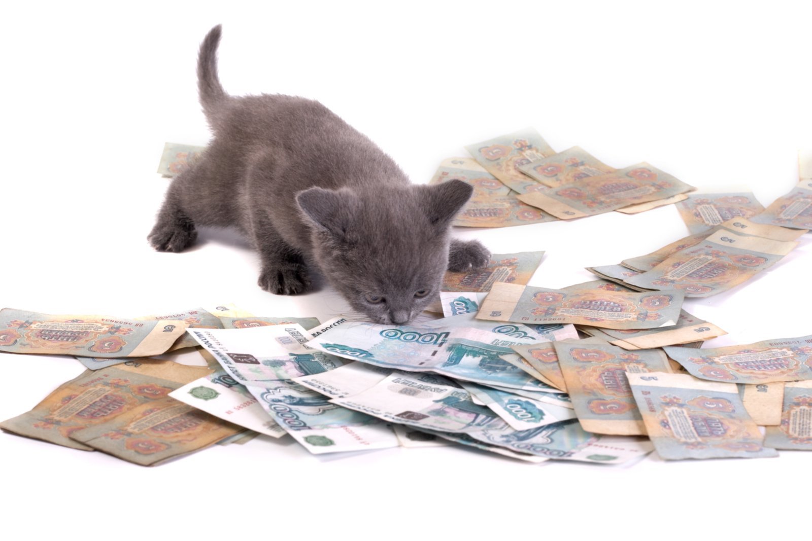 Кошка с деньгами. Денежный кот. Котик с деньгами. Кот с рублями. Кот с денежкой.