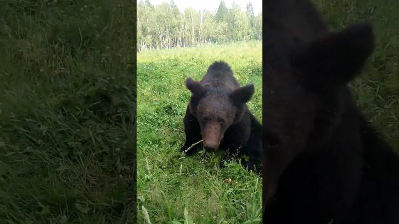 Буржуй становится серьёзным медведем.