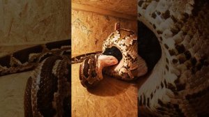 питон ест кролика змея и кролик