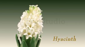 Time-lapse of Growing White Hyacinth flower.