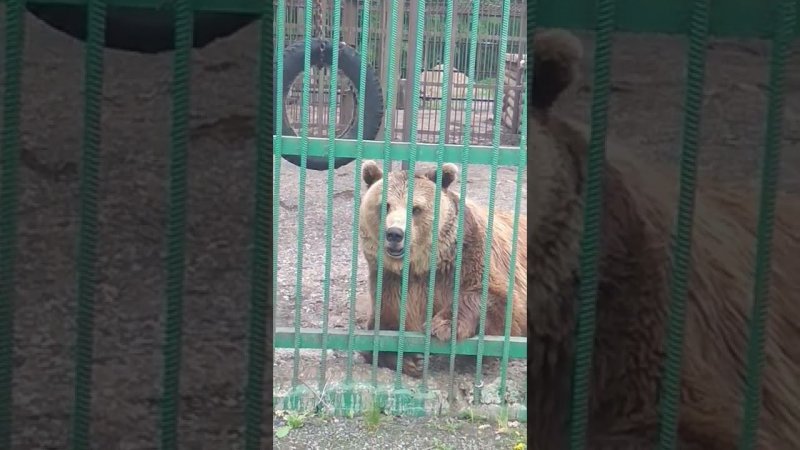 bear smiley медведь мишуля улыбака