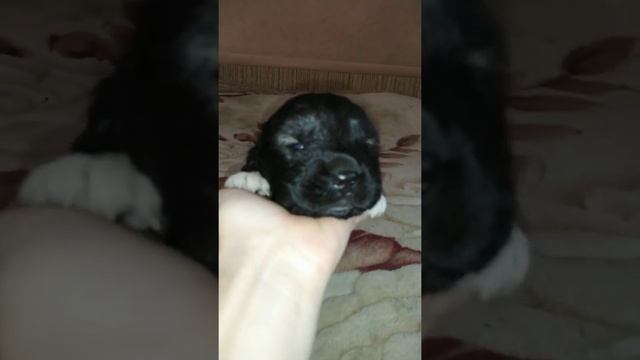 САМЫЙ МИЛЫЙ ЩЕНОК! 16й день жизни маленькой кавказской овчарки [ежедневные короткие ролики!] смотреть онлайн