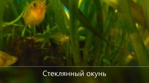 Минутинки. Стеклянный окунь.