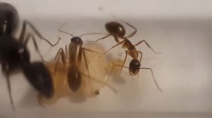 ИСТОРИЯ ОДНОЙ КОЛОНИИ ФЕЛЛАХОВ ● Camponotus fellah