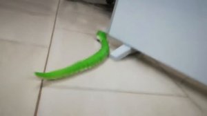 Моя новая Змея на управлении. Распаковка и обзор игрушки