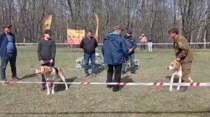 24.04.21 Саратовская Окружная выставка гончих. Выжлецы мл.гр.