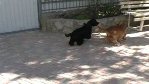 Прелюдия вязки Английский кокер спаниель_Фанни и Эвин_май 2018