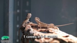 Бородатая агама. Как содержать домашнего дракона?