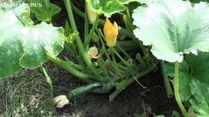 Чем Подкормить Кабачки в Открытом Грунте